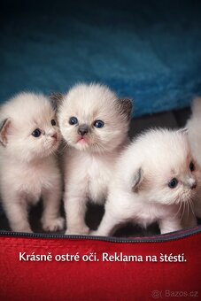 Rezervace koťat - 4