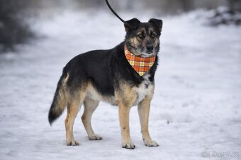 Erbo hledá domov - 4