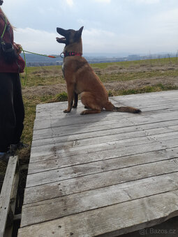 BO Malinois s PP - 4