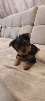 Yorkshire terrier prodám štěňata s PP jorkšír - 4
