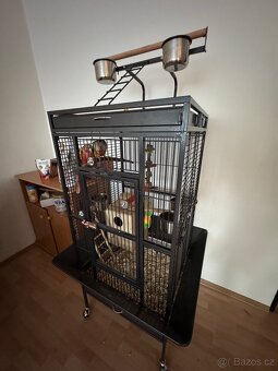 Pyrura Zelenolící PineApple REDFACE - 4