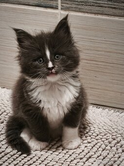 Mainská mývalí koťátka - 4