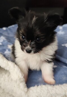 Papillon s PP - kluk - 4