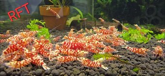 Krevetky caridina - 4