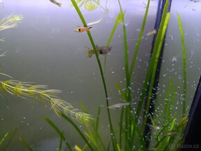 Paví očka, gupky, Poecilia reticulata
, Vsetín - 4