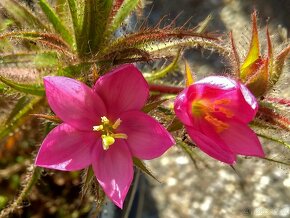 Roridula gorgonias s kolonií klopušek Pameridea roridulae - 4