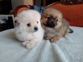 Pomeranian špic - 4