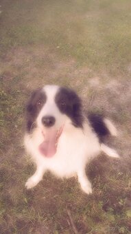 bordel kolie - 4