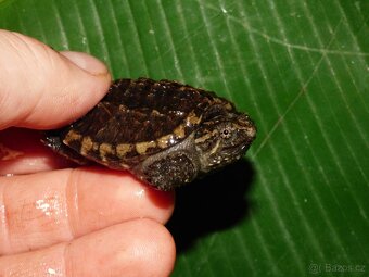 Kajmanka dravá (Chelydra serpentina) - 4