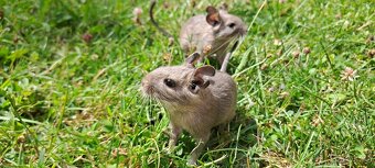 Osmák degu - 4