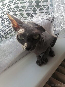 Kanadský sphynx - 4