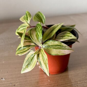 SLEVA⤵️ Voděnka, Tradescantia "Quadricola" - 4