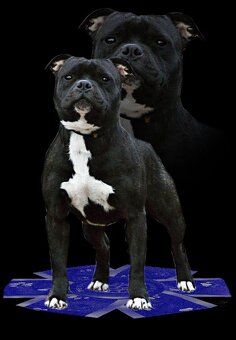 Stafordšírský bulteriér štěňátka s PP - 4