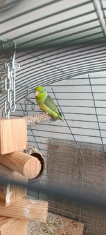 Papoušícek sedokřídlý samec - 4