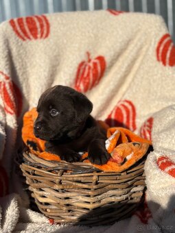 Labradorský retrívr štěňata s PP- hnědá - 4