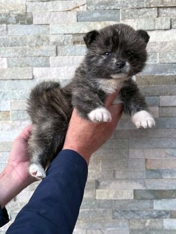 Akita Inu s průkazem původu (PP) - FCI & AKIHO - 4