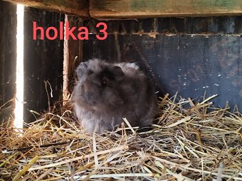 morče, morčátko - 4