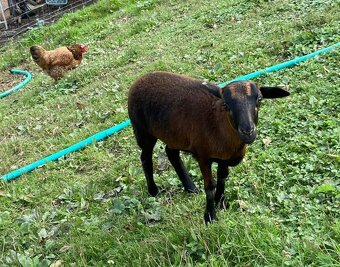 Kamerunska jehnička - 4