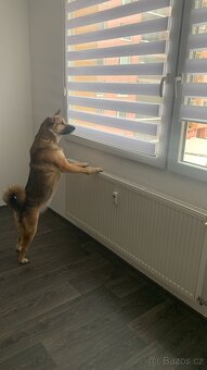 Daruji roční fenku - 4