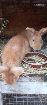 Prodám králíky - 4