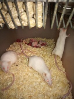 T3 Box Bedna, T4 Box Bedna - 4