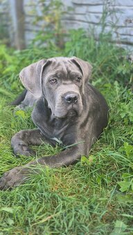 Cane corso s PP - 4