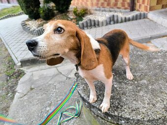 ADOPTUJ PIŠTU - ADOPTUJ VÍTR - 4