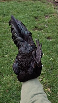 Kohouti Ayam Cemani, Cemanky, Cemanské slepice - 4