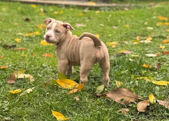 American Bully Classic standard - 4