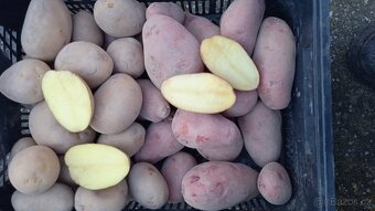 Brambory na uskladnění - 4