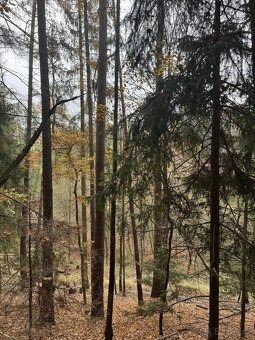 Prodám lesní pozemky v k.ú. Střemeníčko - 4