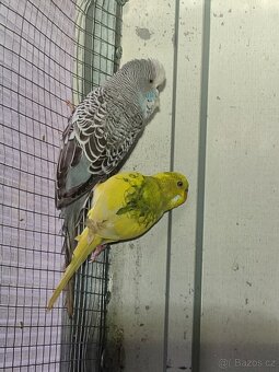 Korely a Andulky - 4