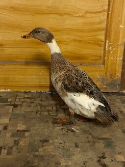 Indický běžec kříženec - 4