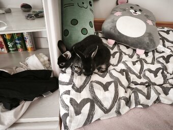 Zakrslý králík - 4