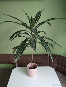 Dračinec - dracaena - 4
