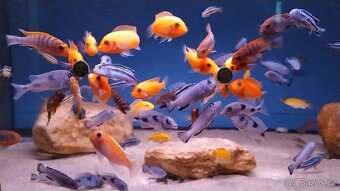 Tlamovci Malawi... Melanochromis auratus - 4