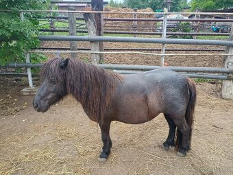 Shetland pony - 4