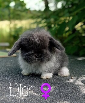 Zakrslý králíček Mini lop - 4