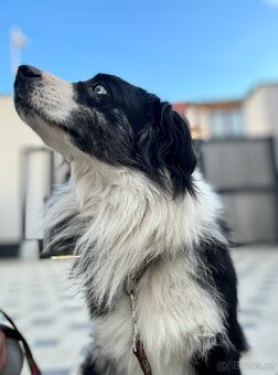 Malý Australský ovčák s PP, blue merle pes do spolumajetku - 4