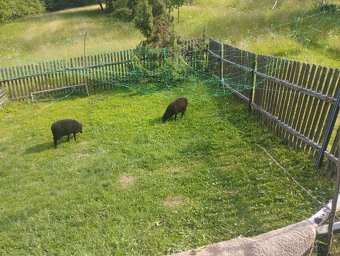 Jehňata ovce vřesové - 4