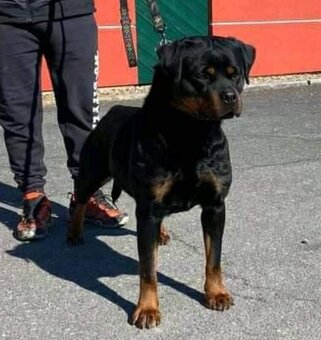 Štěňata Rotvajlera s Průkazem původu - 4