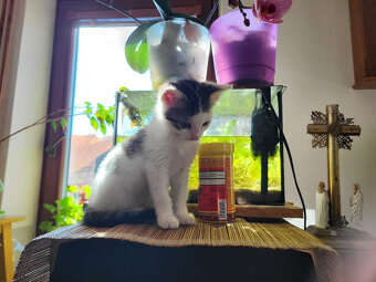 koťátka hezky vybarvená - 4