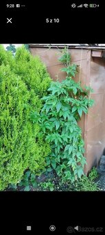 Trvalky a semena rostlin - 4