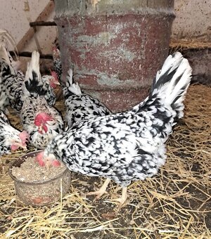 Nasadová vajíčka vlaška exchequer. - 4