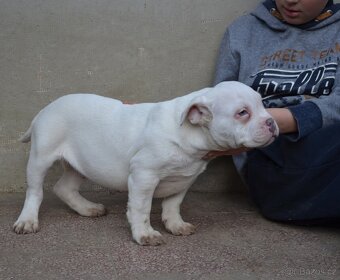 American bully pocket/ standard - 4