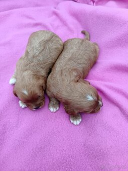 Cavapo, kavapo, cavapoo - 4
