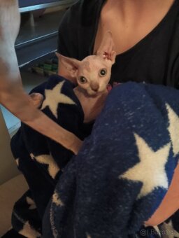 Sphynx koťátka - 4