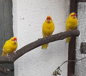 Kakariky - 4