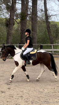 sportovní pony kat.B - 4