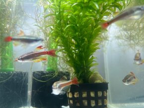 Kardinálka čínská - Tanichthys albonubes - 4